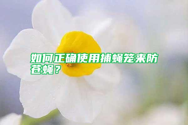 如何正確使用捕蠅籠來(lái)防蒼蠅？