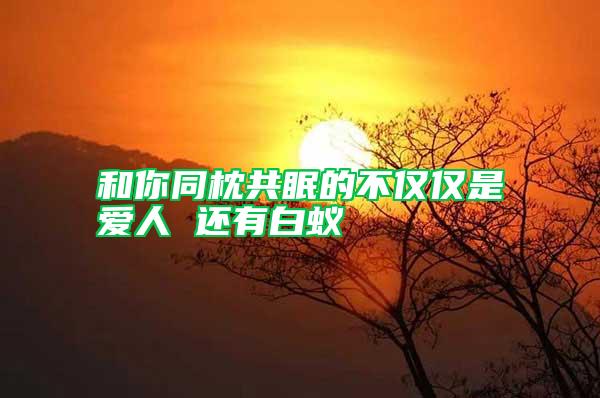 和你同枕共眠的不僅僅是愛(ài)人 還有白蟻