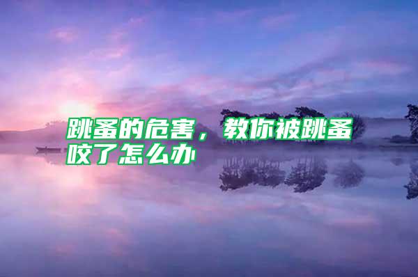 跳蚤的危害，教你被跳蚤咬了怎么辦