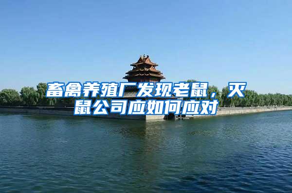 畜禽養(yǎng)殖廠發(fā)現(xiàn)老鼠，滅鼠公司應(yīng)如何應(yīng)對