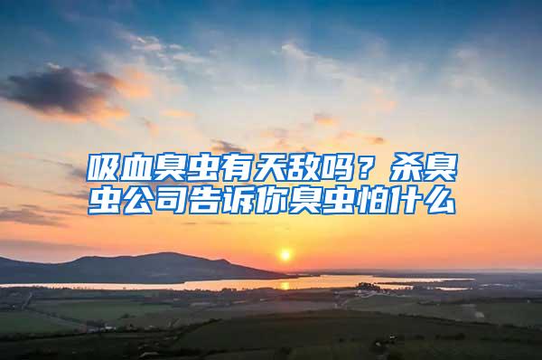 吸血臭蟲有天敵嗎?殺臭蟲公司告訴你臭蟲怕什么