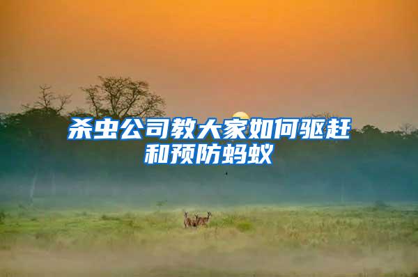 殺蟲(chóng)公司教大家如何驅(qū)趕和預(yù)防螞蟻