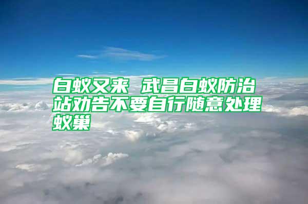 白蟻又來 武昌白蟻防治站勸告不要自行隨意處理蟻巢