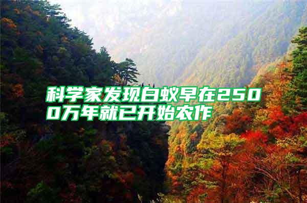 科學(xué)家發(fā)現(xiàn)白蟻早在2500萬年就已開始農(nóng)作