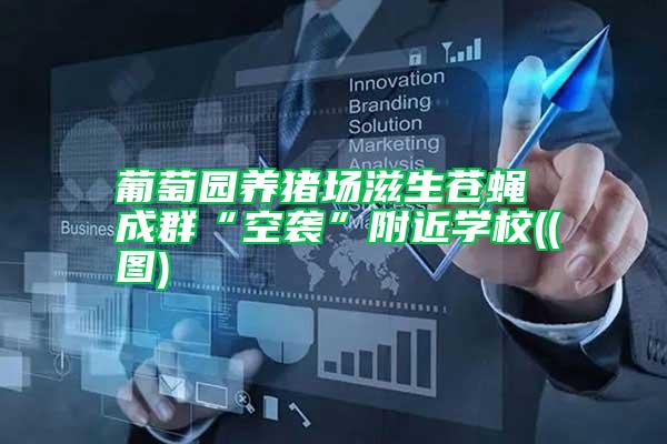 葡萄園養(yǎng)豬場滋生蒼蠅 成群“空襲”附近學校((圖)