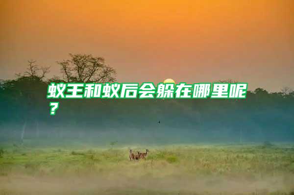 蟻王和蟻后會(huì)躲在哪里呢?