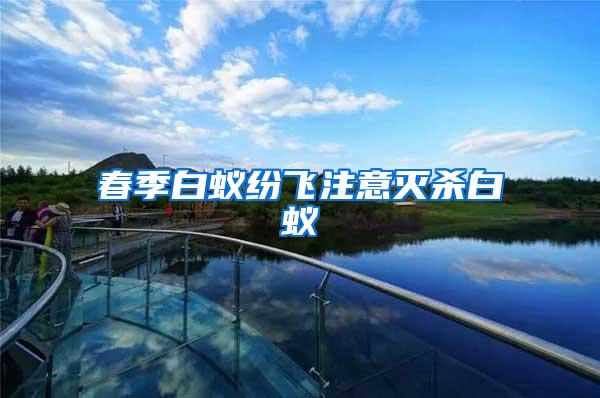 春季白蟻紛飛注意滅殺白蟻