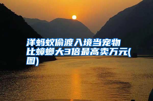 洋螞蟻偷渡入境當(dāng)寵物 比蟑螂大3倍最高賣萬(wàn)元(圖)