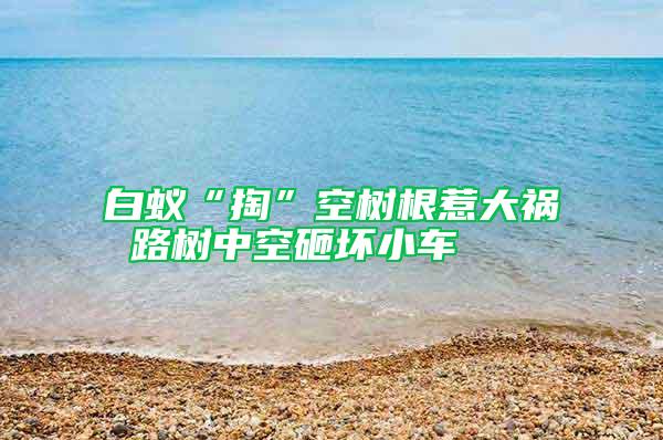 白蟻“掏”空樹(shù)根惹大禍 路樹(shù)中空砸壞小車(chē)