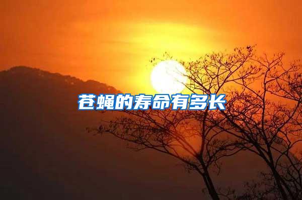 蒼蠅的壽命有多長(zhǎng)