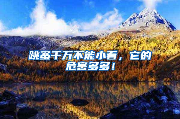 跳蚤千萬(wàn)不能小看，它的危害多多！