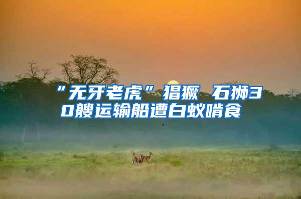 “無(wú)牙老虎”猖獗 石獅30艘運(yùn)輸船遭白蟻啃食