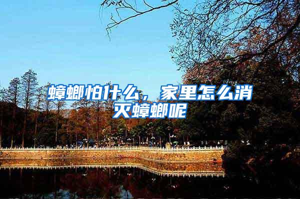 蟑螂怕什么，家里怎么消滅蟑螂呢