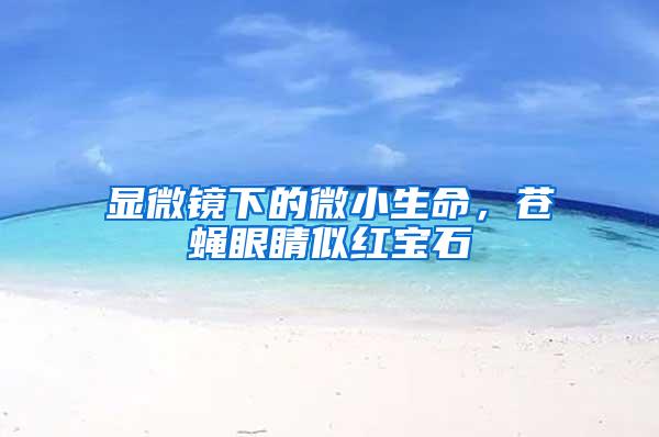 顯微鏡下的微小生命，蒼蠅眼睛似紅寶石