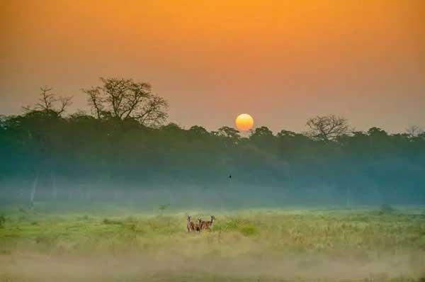 貓咪身上有跳蚤怎么辦？如何預(yù)防跳蚤？