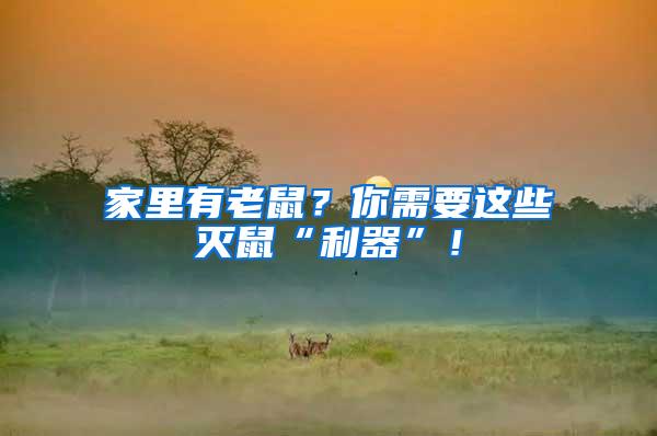 家里有老鼠？你需要這些滅鼠“利器”！