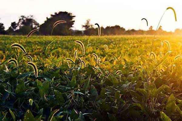 深圳消殺公司對(duì)于老鼠防治的專業(yè)認(rèn)識(shí)