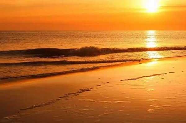 當心!紅火蟻咬人導致休克