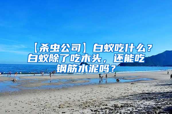 【殺蟲(chóng)公司】白蟻吃什么？白蟻除了吃木頭，還能吃鋼筋水泥嗎？