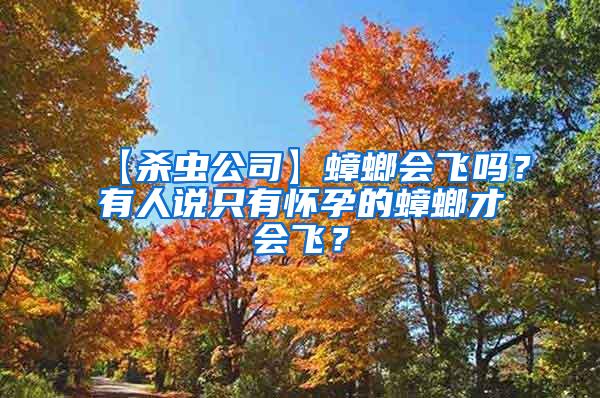 【殺蟲公司】蟑螂會飛嗎？有人說只有懷孕的蟑螂才會飛？