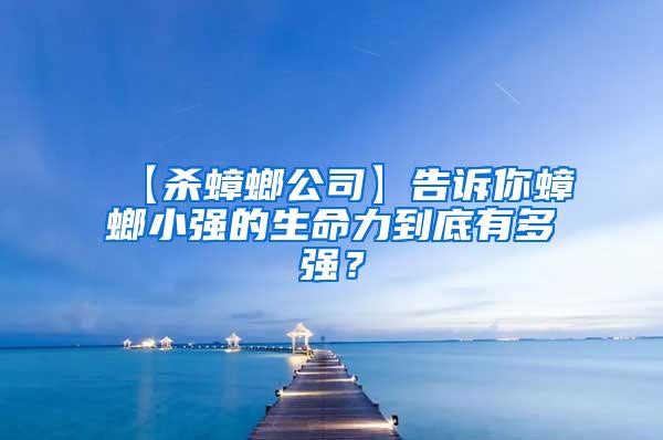 【殺蟑螂公司】告訴你蟑螂小強的生命力到底有多強?