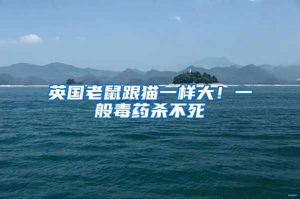 英國老鼠跟貓一樣大！一般毒藥殺不死