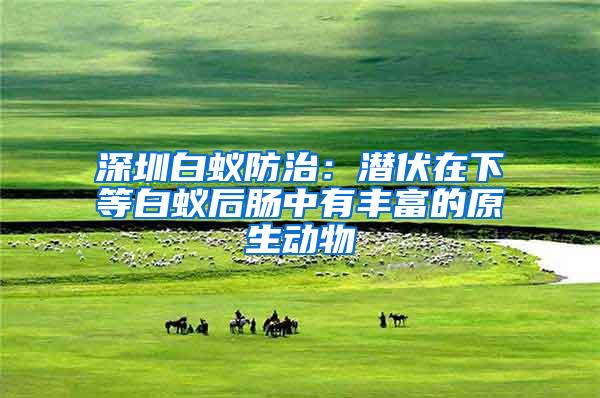 深圳白蟻防治:潛伏在下等白蟻后腸中有豐富的原生動物