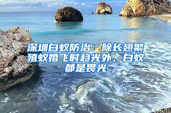 深圳白蟻防治：除長翅繁殖蟻婚飛時趨光外，白蟻都是畏光