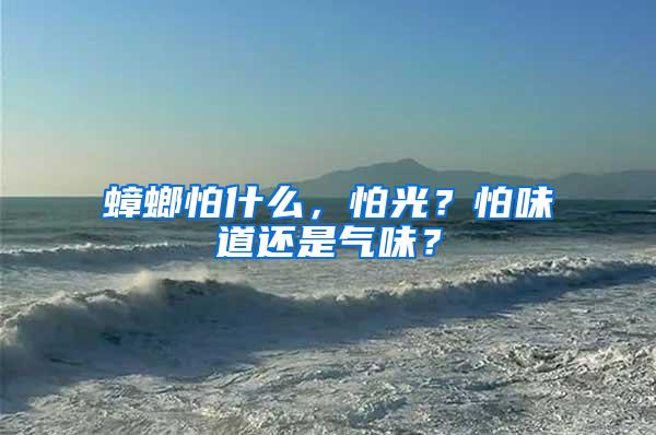 蟑螂怕什么，怕光？怕味道還是氣味？