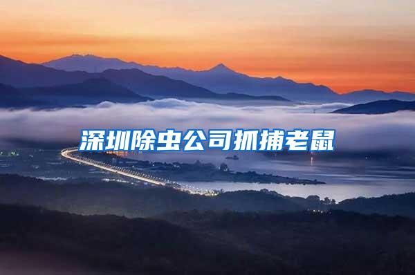 深圳除蟲(chóng)公司抓捕老鼠