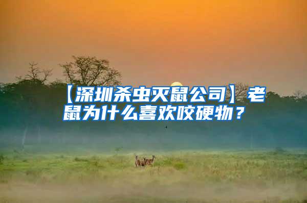 【深圳殺蟲滅鼠公司】老鼠為什么喜歡咬硬物？