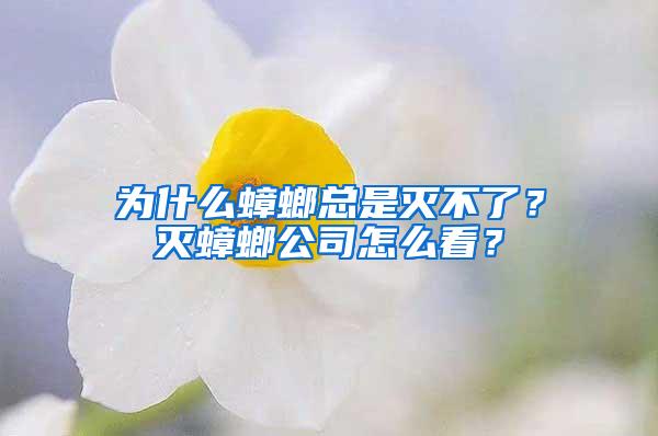 為什么蟑螂總是滅不了？滅蟑螂公司怎么看？