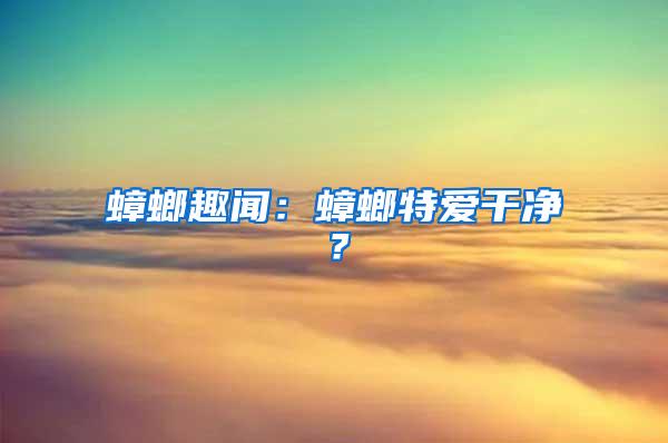 蟑螂趣聞：蟑螂特愛干凈？