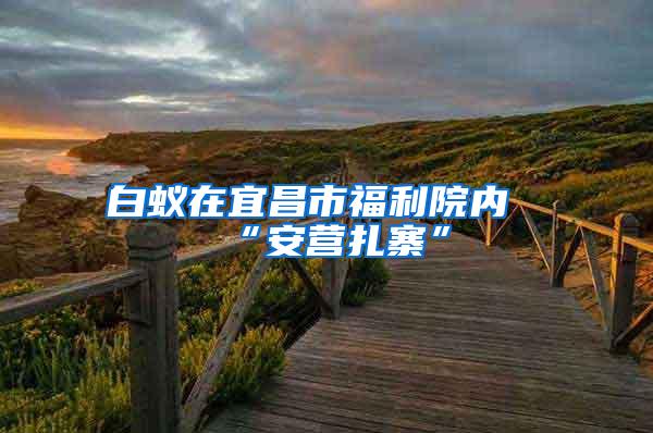 白蟻在宜昌市福利院內(nèi)“安營扎寨”