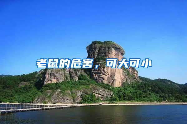 老鼠的危害,可大可小