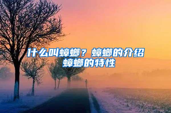 什么叫蟑螂？蟑螂的介紹 蟑螂的特性