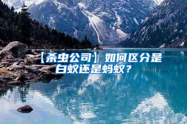【殺蟲公司】如何區(qū)分是白蟻還是螞蟻？