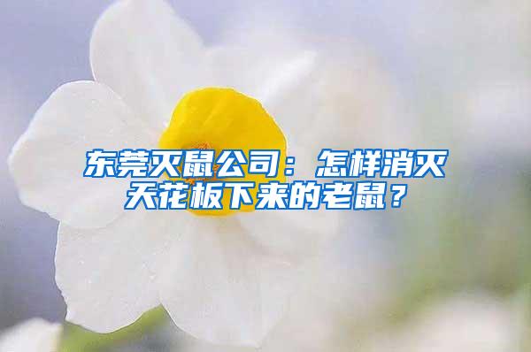 東莞滅鼠公司：怎樣消滅天花板下來(lái)的老鼠？