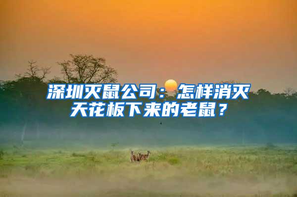 深圳滅鼠公司：怎樣消滅天花板下來的老鼠？