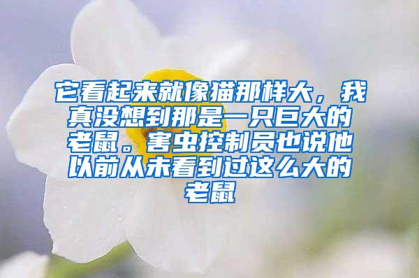 它看起來就像貓那樣大，我真沒想到那是一只巨大的老鼠。害蟲控制員也說他以前從未看到過這么大的老鼠