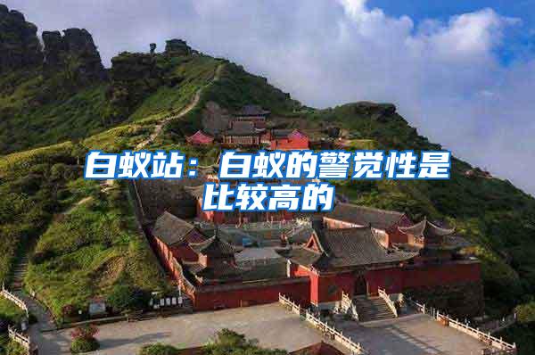 白蟻站:白蟻的警覺性是比較高的