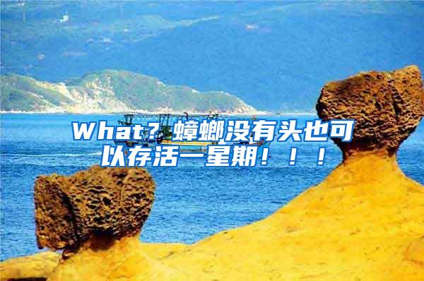 What？蟑螂沒有頭也可以存活一星期！?。?/></p>
             <p style=