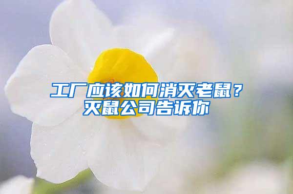 工廠應該如何消滅老鼠?滅鼠公司告訴你