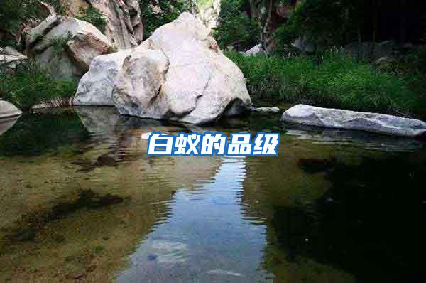 白蟻的品級(jí)
