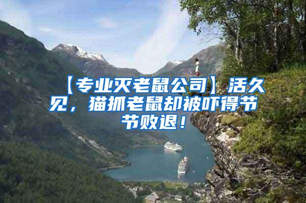 【專業(yè)滅老鼠公司】活久見，貓抓老鼠卻被嚇得節(jié)節(jié)敗退！