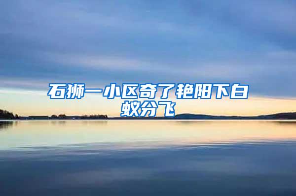 石獅一小區(qū)奇了艷陽(yáng)下白蟻分飛