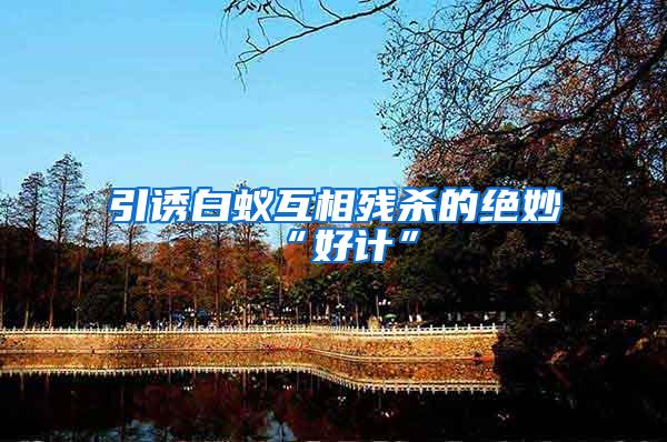 引誘白蟻互相殘殺的絕妙“好計(jì)”