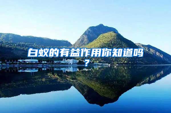白蟻的有益作用你知道嗎？