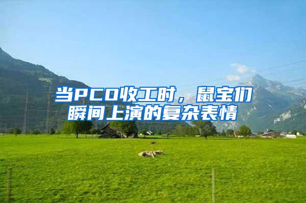 當PCO收工時,鼠寶們瞬間上演的復(fù)雜表情