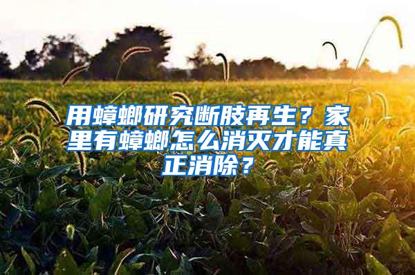 用蟑螂研究斷肢再生？家里有蟑螂怎么消滅才能真正消除？